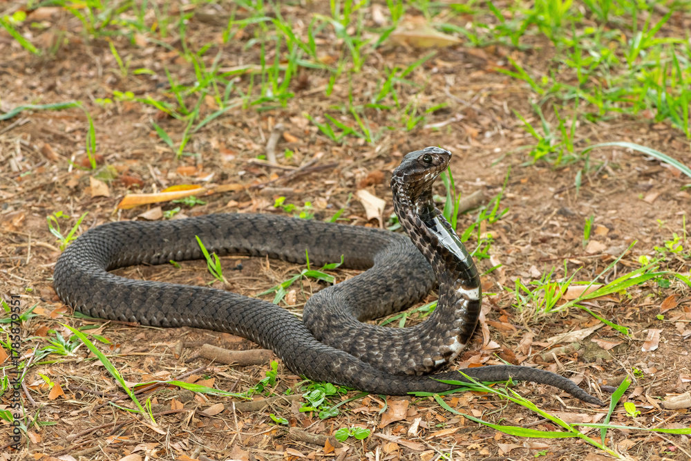 Fototapeta premium The beautiful Rinkhals (Hemachatus haemachatus), also known as a ringhals or ring-necked spitting cobra, displaying its signature hood in a defensive pose – Africa’s deadly venomous snake