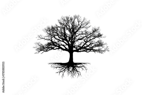 Black silhouette of a barren tree with intricate roots on a white background