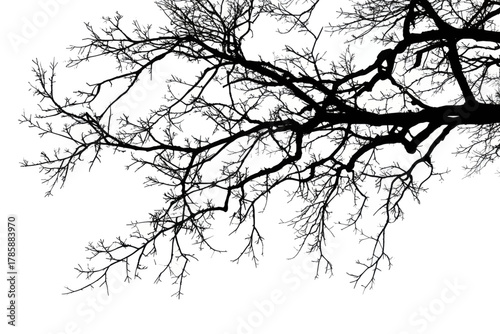 Abstract black silhouette of bare tree branches against a clean white background