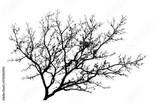Black silhouette of a tree with many branches and sparse leaves against white background