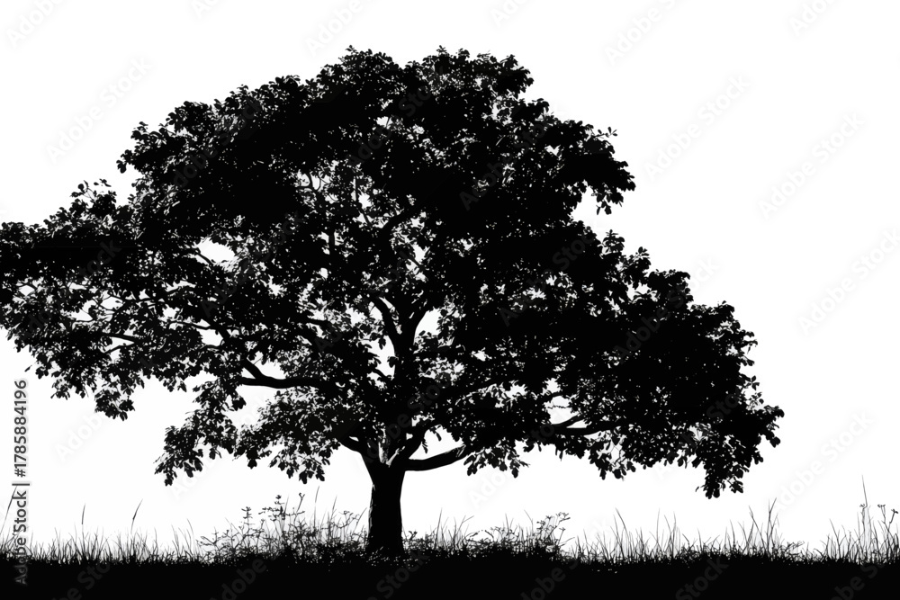 Obraz premium Silhouette of a large, mature tree with spreading branches and ground vegetation