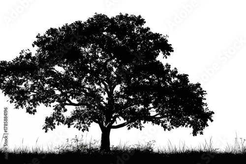 Silhouette of a large, mature tree with spreading branches and ground vegetation