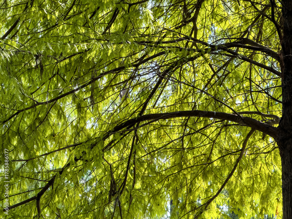 Fototapeta premium Lush Greenery: Captivating Canopy of Nature's Beauty and Tranquility