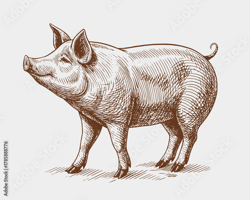 Vintage engraving style illustration of a pig, detailed hand-drawn farm animal vector etching in retro rustic style.