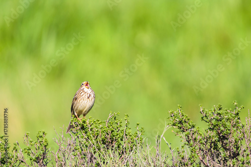 Corn bunting male alert perched view