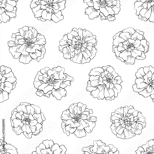 Vector Marigold flower head seamless isolated pattern in linear style. Monochrome blooming tagetes flowers line art black ink ornate. Floral illustration for Diwali decor, Day of the Dead ofrendas