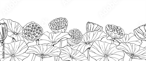 Vector monochrome lotus seedpods among leaves horizontal seamless banner. Tropical aquatic plant pod black and white drawing. Water Lily border for cosmetic, ayurveda products, spa center label