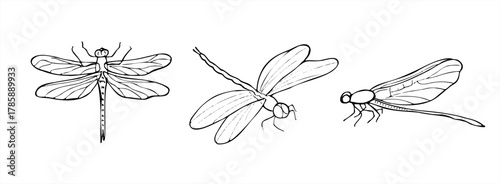 Monochrome flying and sitting Dragonfly insects vector isolated illustration. Black and white drawing of Damselfly line art. Top view, side view. Hand drawn element set for tattoo, greeting decor