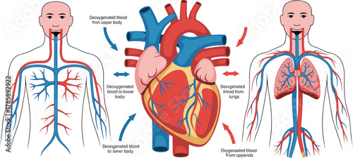 Human circulatory system diagram, heart blood flow, oxygenated and deoxygenated comparison, anatomy illustration, medical concept, educational, cartoon style