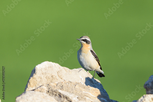 Northern Wheatear Oenanthe oenanthe on Rock with Distant Green