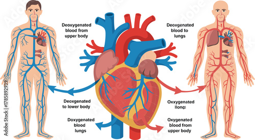 Human circulatory system, heart anatomy, blood flow diagram, oxygenated blood, deoxygenated blood, medical illustration, cardiovascular, lungs, veins, arteries