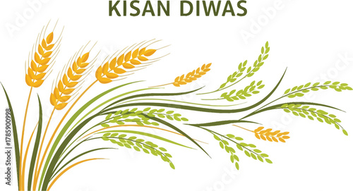Wheat and rice stalks for kisan diwas