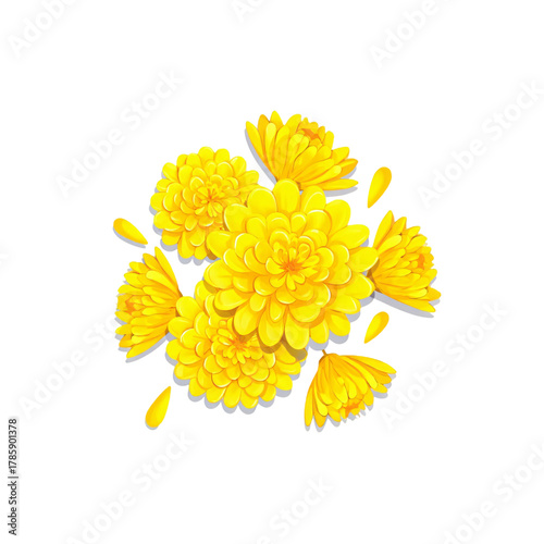 Bunch of yellow chrysanthemum flowers isolated on transparent background in bloom
