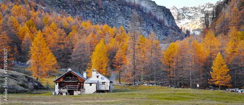 Fantastic foliage on Alpe Devero in Italy..
