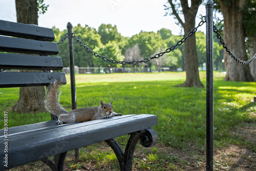 Fototapeta Naklejka Na Ścianę i Meble -  Relaxed Squirrel Resting on Park Bench in a Sunny Green Park