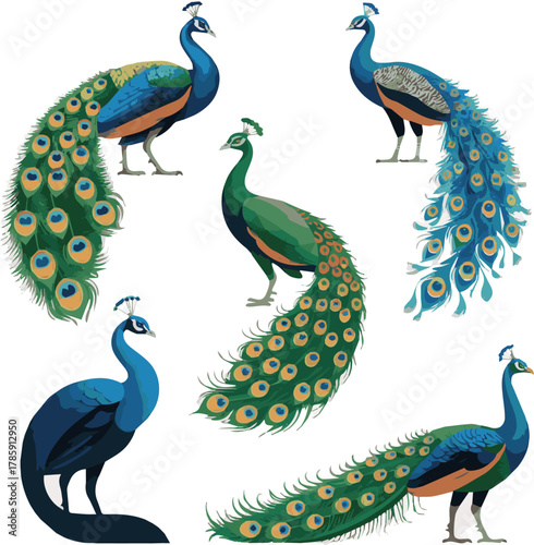  Isolated a kinds of deferent Peacock vector art with white background.