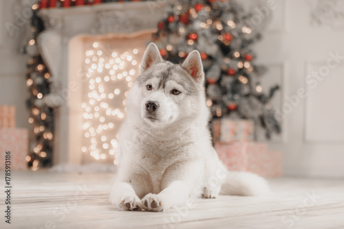 Calm gray-white Siberian husky resting on wooden floor with glowing Christmas decorations, soft fur and attentive eyes, perfect pet portrait for winter holidays in cozy interior.