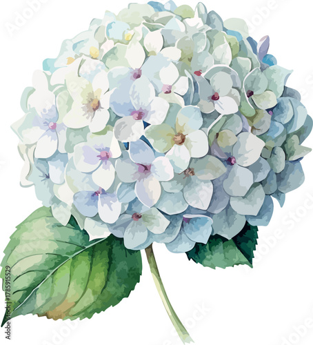 Snowy White Hydrangea Flower Botanical Vector Watercolor Illustration