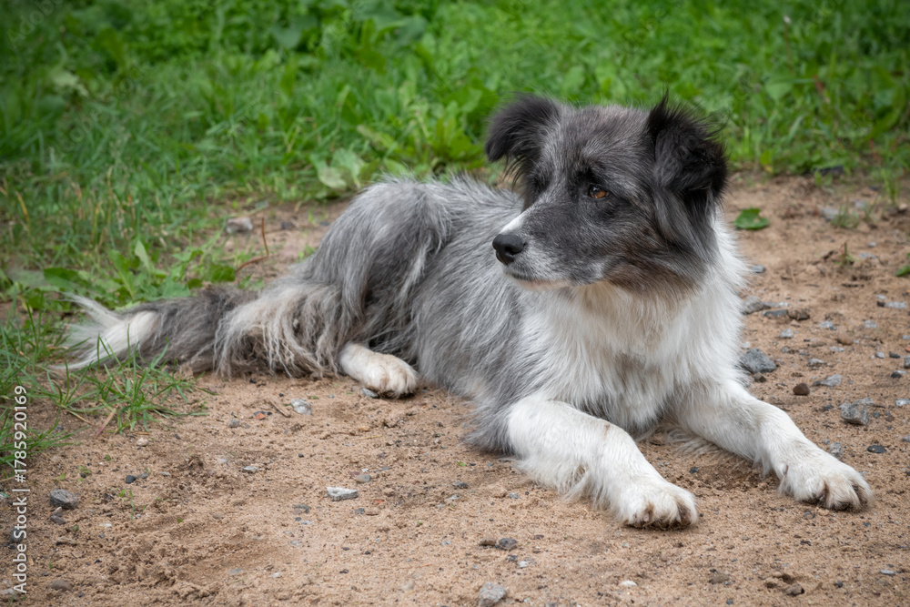 Fototapeta premium A Border Collie dog on a farm on a summer day