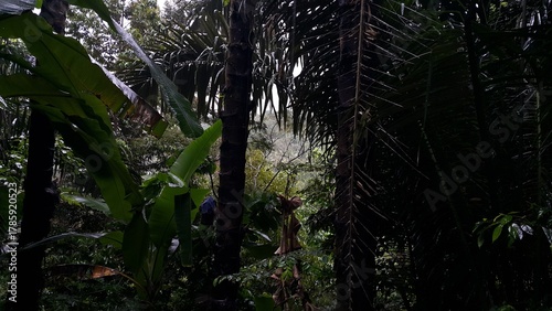 Photo of a tree exposed to very heavy rain. Perfect for documentaries about tropical rainforests and World Wildlife Conservation Day on December 4th.
