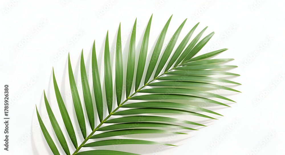 Obraz premium Elegant vibrant green areca palm leaf isolated on pure white background studio shot