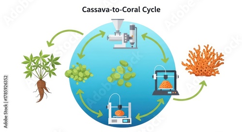 Fototapeta Naklejka Na Ścianę i Meble -  Cassavatocoral cycle, isolated on white background, illustrating sustainable coral reef restoration using cassavabased 3d printing technology