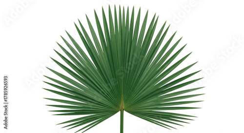 Isolated Sabal Palmetto frond on white background: Tropical beauty and design