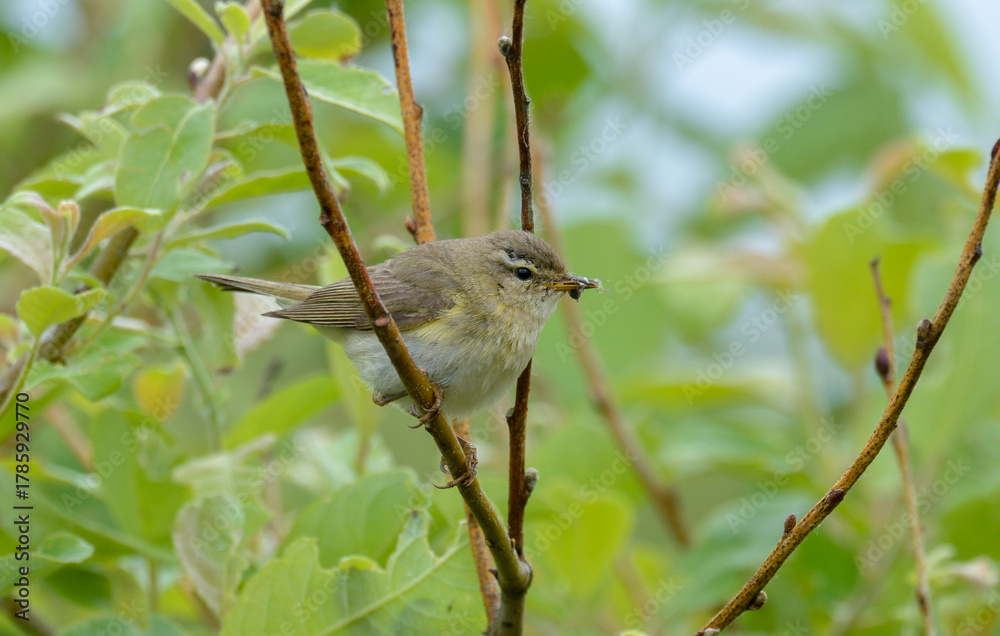 Obraz premium Pouillot fitis