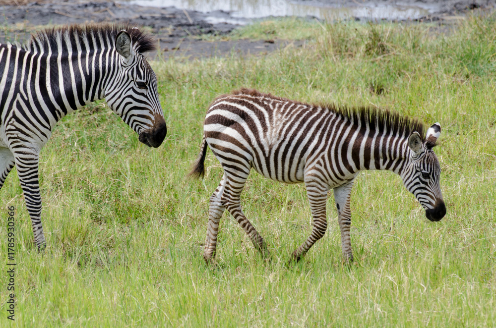 Naklejka premium Zèbre de Grant