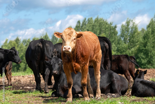 A young calf grazing in a field on a sunny summer day