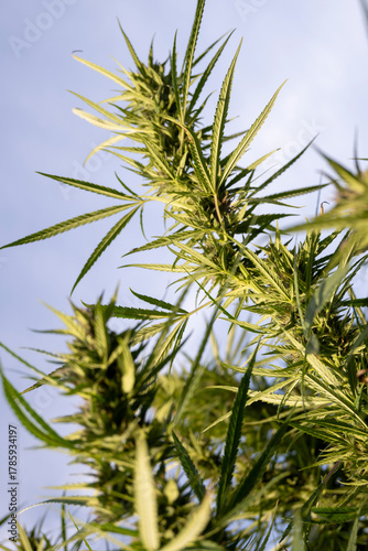 Cannabis plant with leaves and buds against the blue sky.
