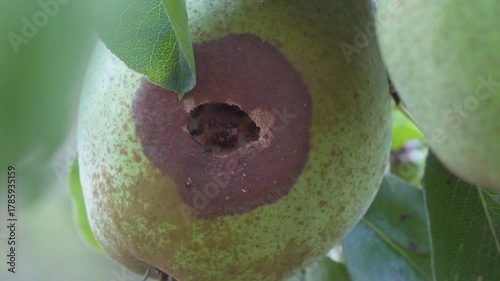 rotten pear on a tree, ants climb a rotten pear hanging on a tree, ants love sweet pear