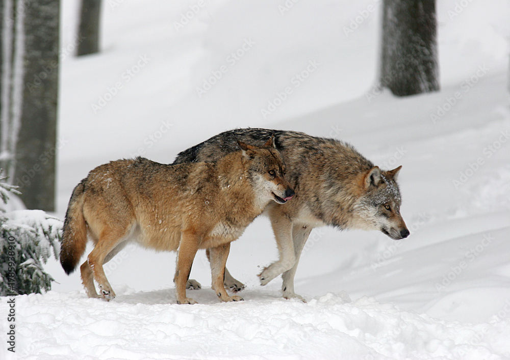 Fototapeta premium Eurasische Wolf (Canis lupus lupus) zwei Tiere im Schnee