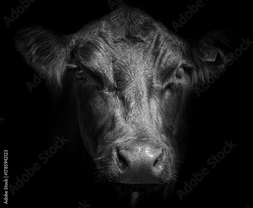 Portrait of a black Angus bull on a black background