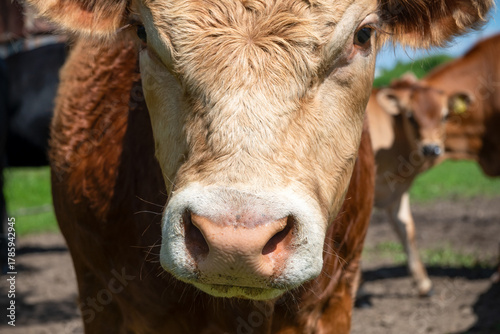 A young bull on an agricultural farm on a sunny summer day