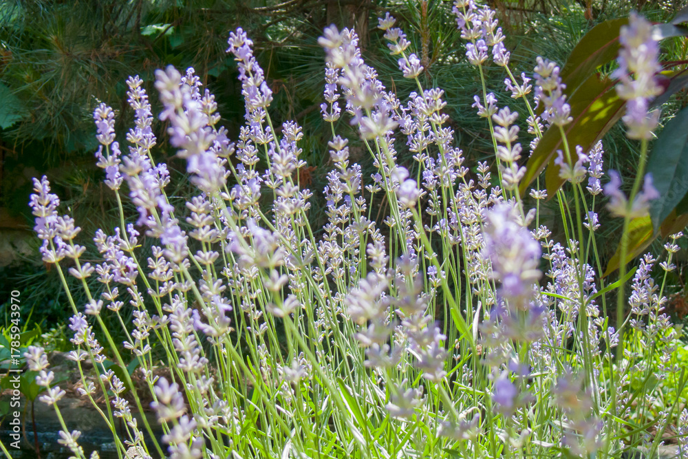 Fototapeta premium Summer Garden: Lavender in Sun Rays with Deep Green Background