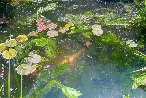 Pond Problem: Water Lilies, Koi, and Filamentous Algae