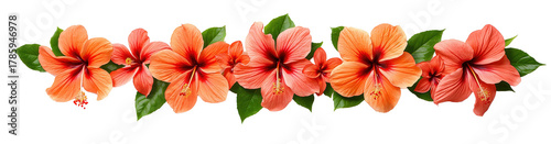 Wallpaper Mural A beautiful composition of hibiscus flowers in shades of orange and red, with green leaves. Torontodigital.ca