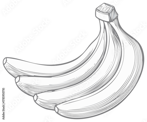 Hand drawn banana bunch in a vintage engraved illustration style