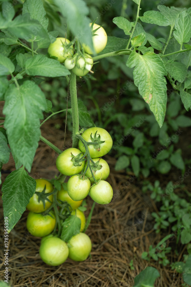 Fototapeta premium Growing tomatoes in high beds inside a greenhouse. Farming, drip irrigation.