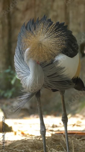 Grey crowned crane standing in sunlight