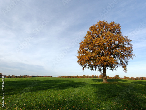 Tree in a meadow. Trees in the shade. Wilsum Duitsland. Fall season. Landscape sky. Germany autumn panorama sky. Deutschland