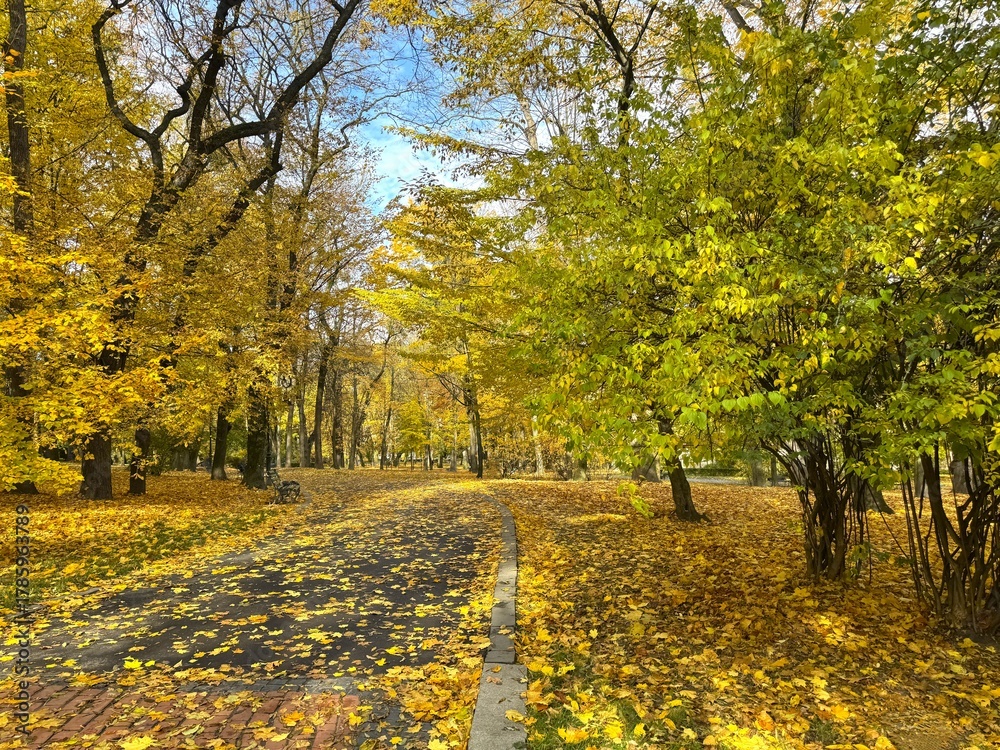 Naklejka premium Autumn park with fallen leaves