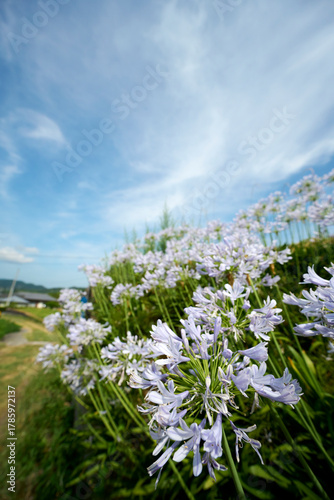 香川県三豊市のお花