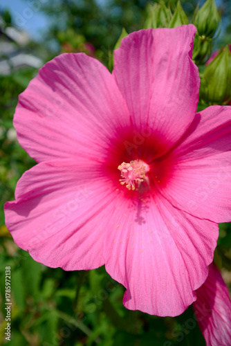 香川県三豊市のお花
