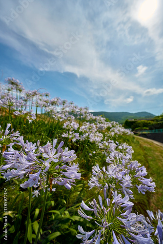香川県三豊市のお花