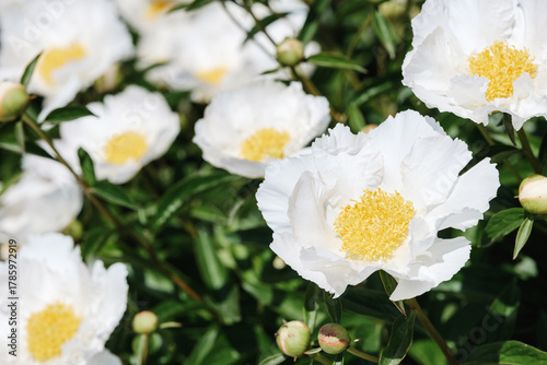 Beautiful white peonies bloom abundantly in a sunny garden setting