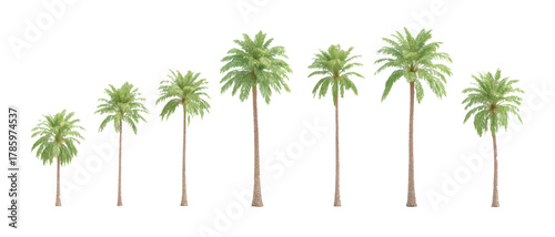 Vector set of palms isolated on white background.