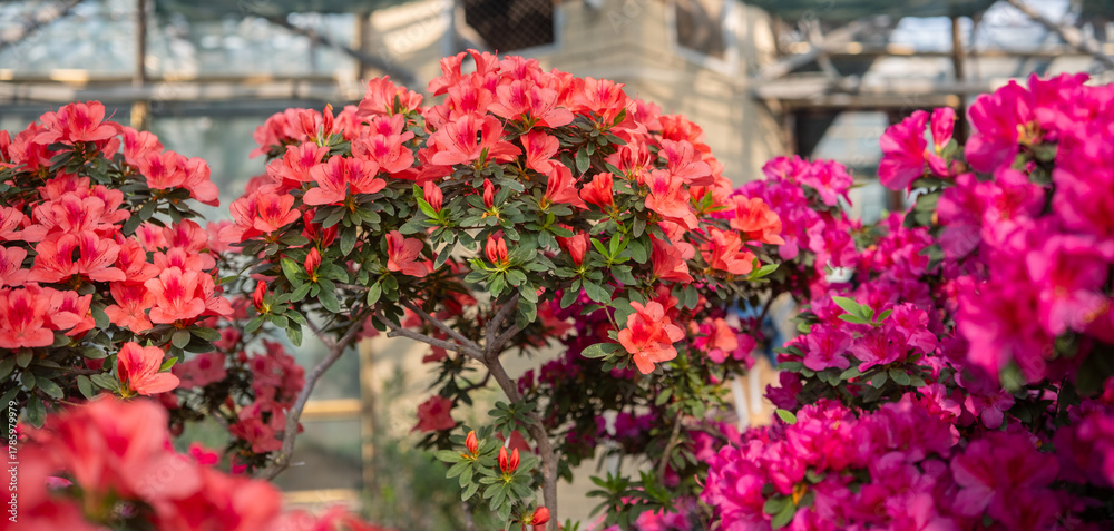 Fototapeta premium Vibrant blooming Azalea Flowers in a Greenhouse