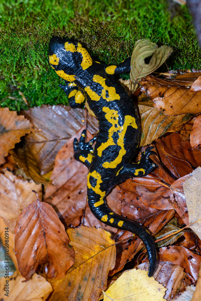 Obraz premium salamander